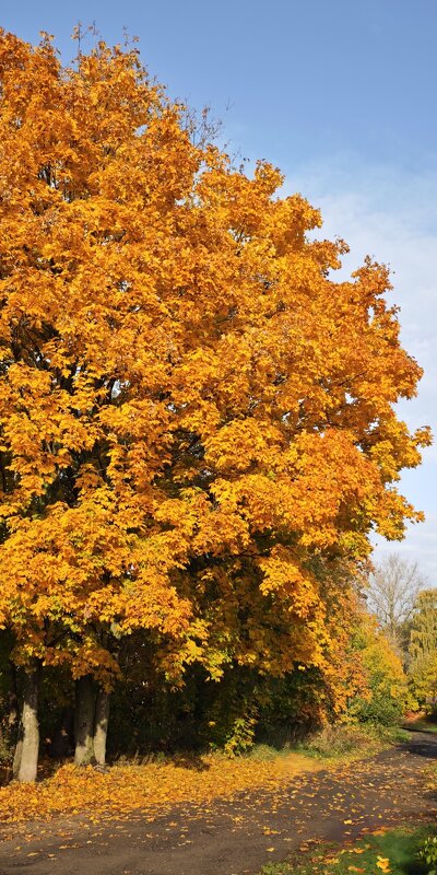 Клён - Наталия 