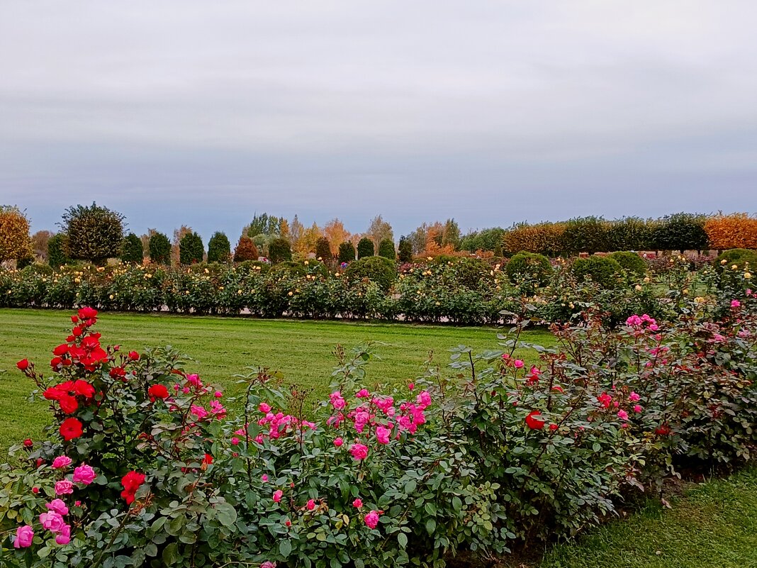 Розы Купеческой гавани. - Лия ☼