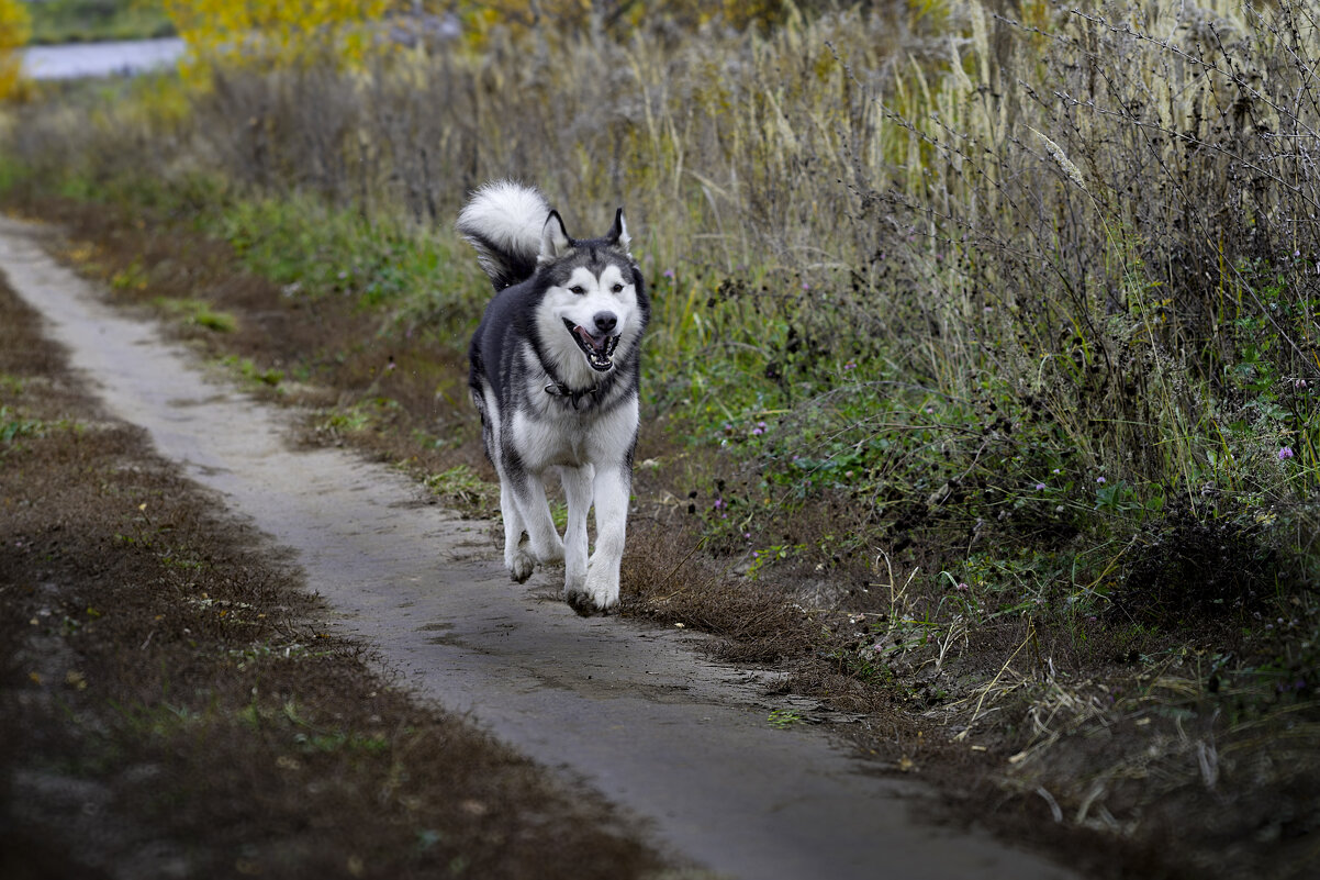 Ярик. - leff Postnov