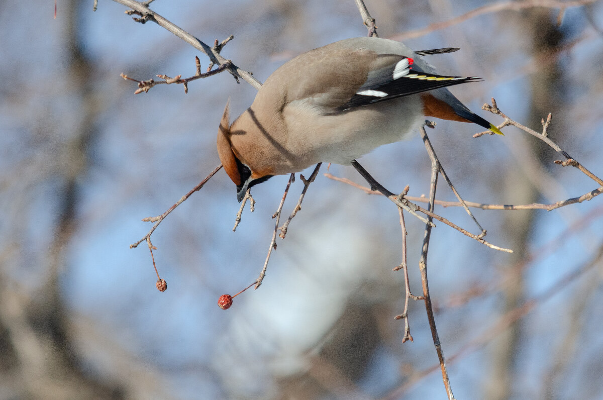 Свиристель - Виктор Иванович Чернюк Свиристель - Виктор Иванович Чернюк