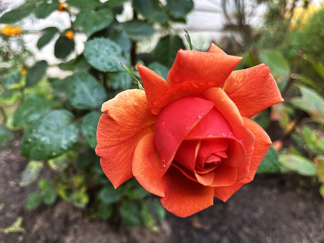 ***осенняя роза*** - Olga Oskolkova ***осенняя роза*** - Olga Oskolkova