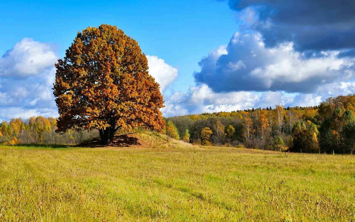 Одинокий дуб. - Милешкин Владимир Алексеевич 