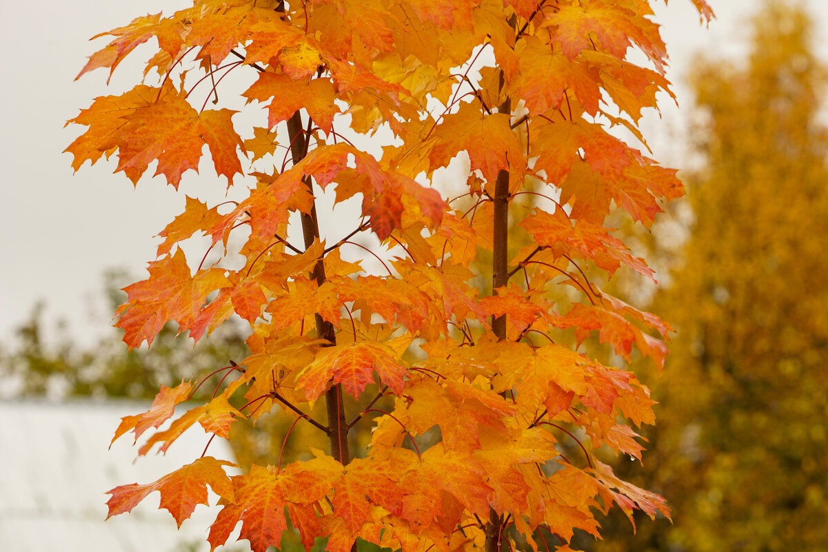 *** - Иван Литвинов