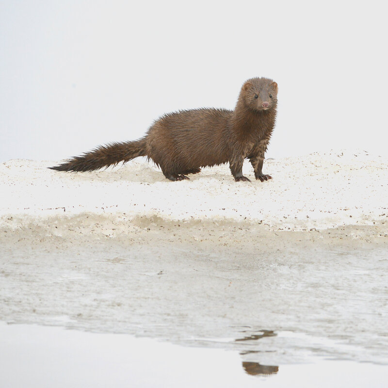 По весеннему льду. - Михаил Белоусов