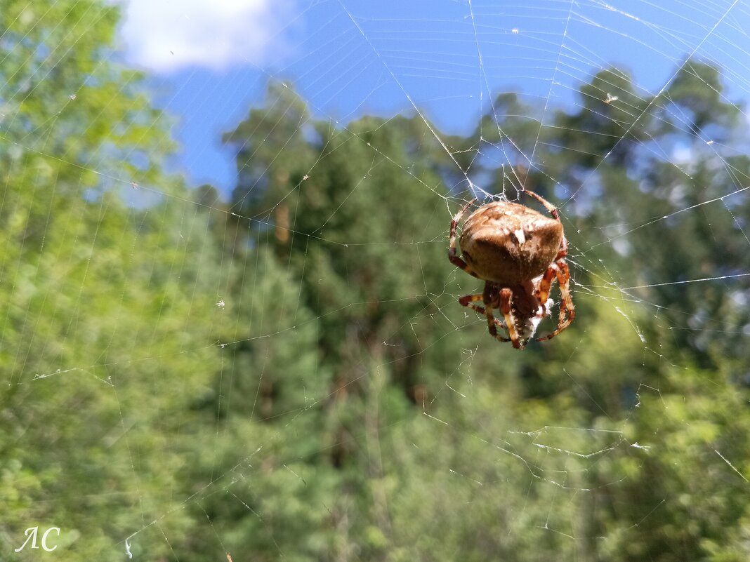 Обыкновенный крестовик - Любовь Сахарова