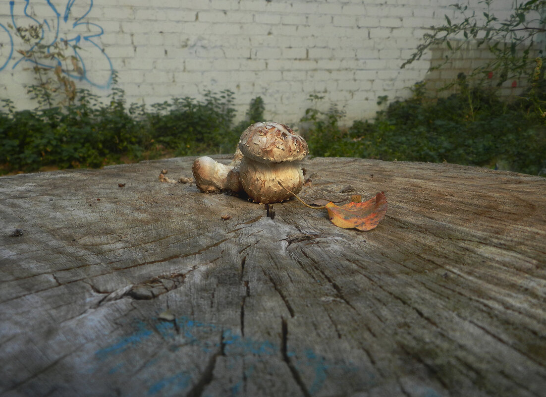 *** - Лера *** - Лера