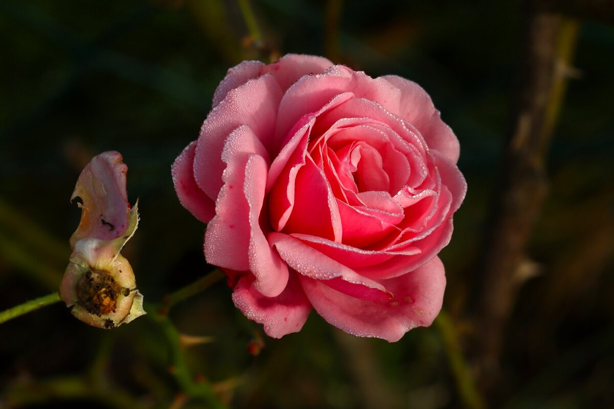 Доброе утро - Юрий. Шмаков