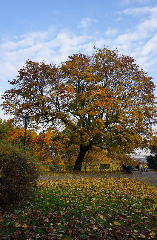 Раскинулся - Лариса Корж