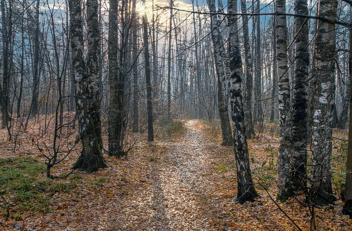 Битцевский лес - Aleksey Afonin