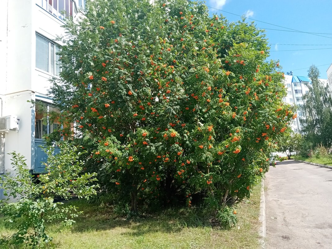 Рябина. - Владимир Драгунский