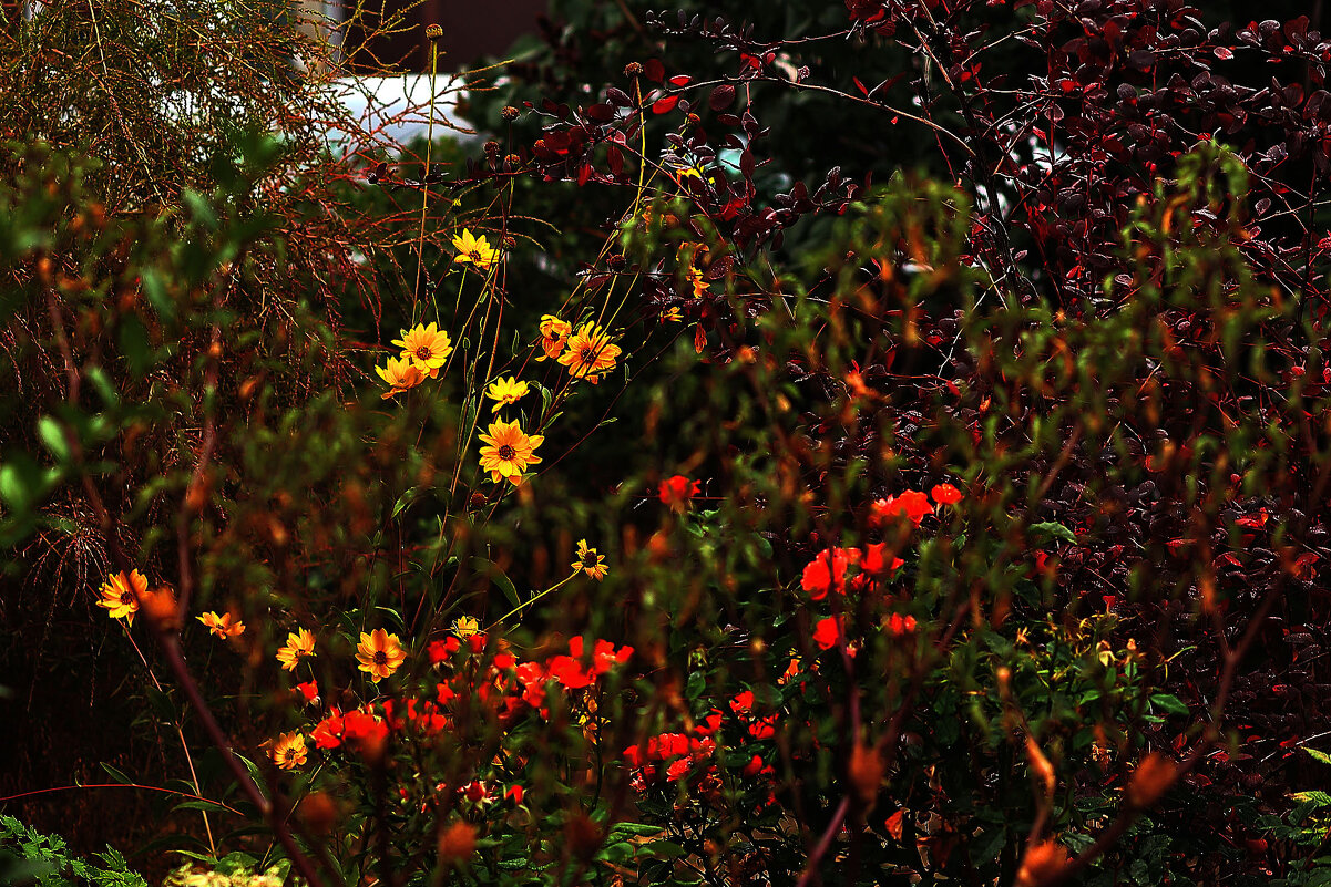 Октябрьские цветы - Юрий Гайворонскiий