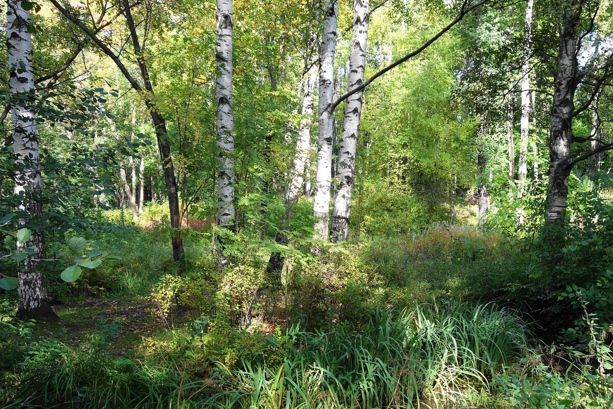 Картинки осени - Рита Симонова