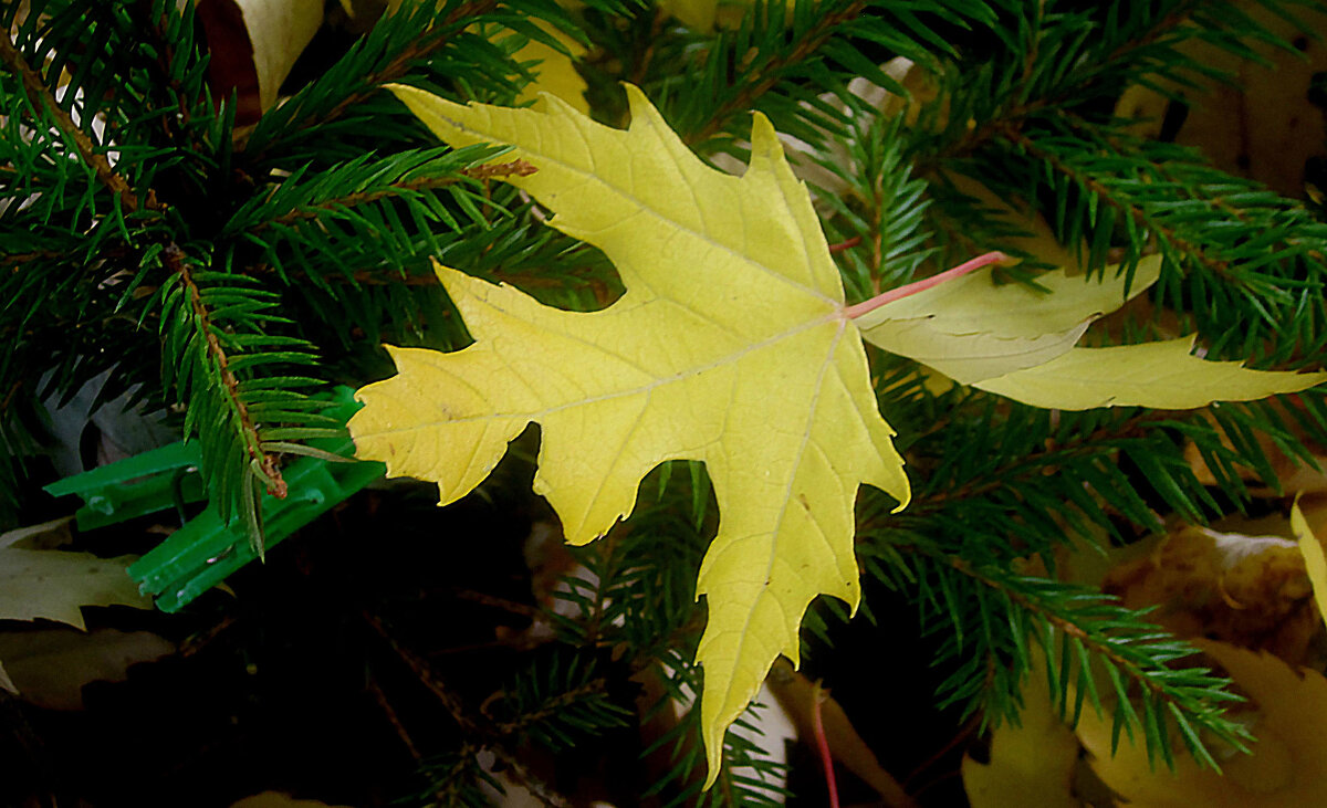 Кленовый лист - Елена Семигина