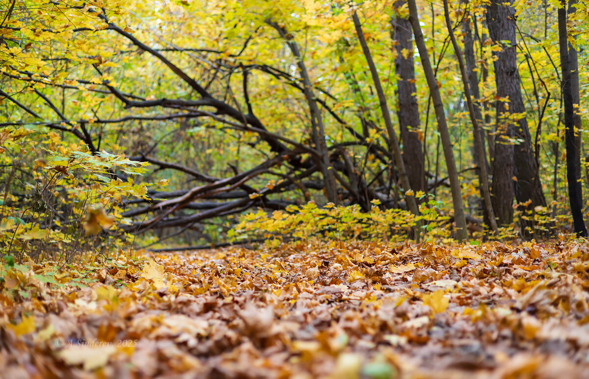Листопад - Александр Синдерёв