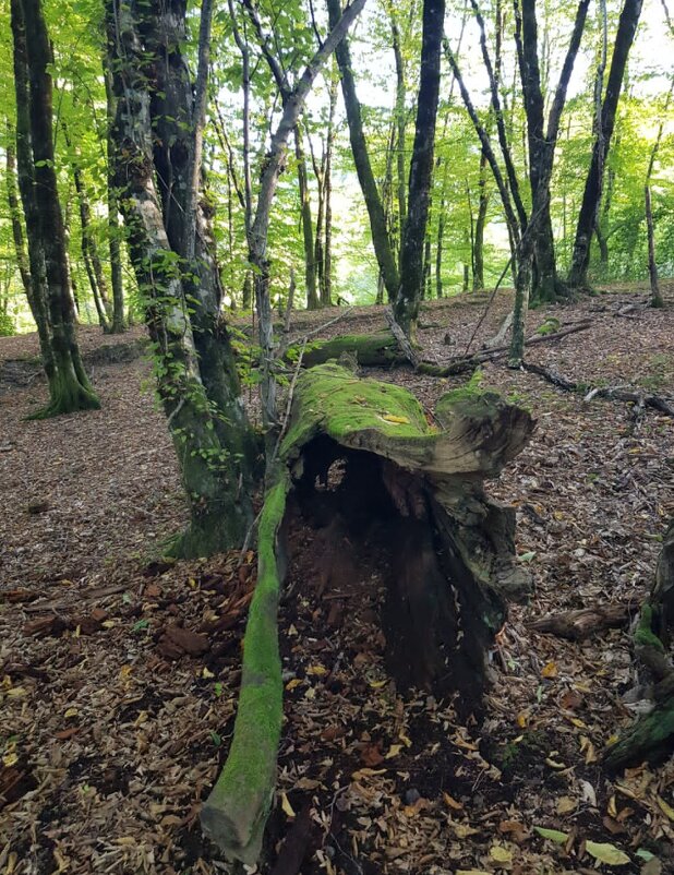 Пластунка - Tata Wolf