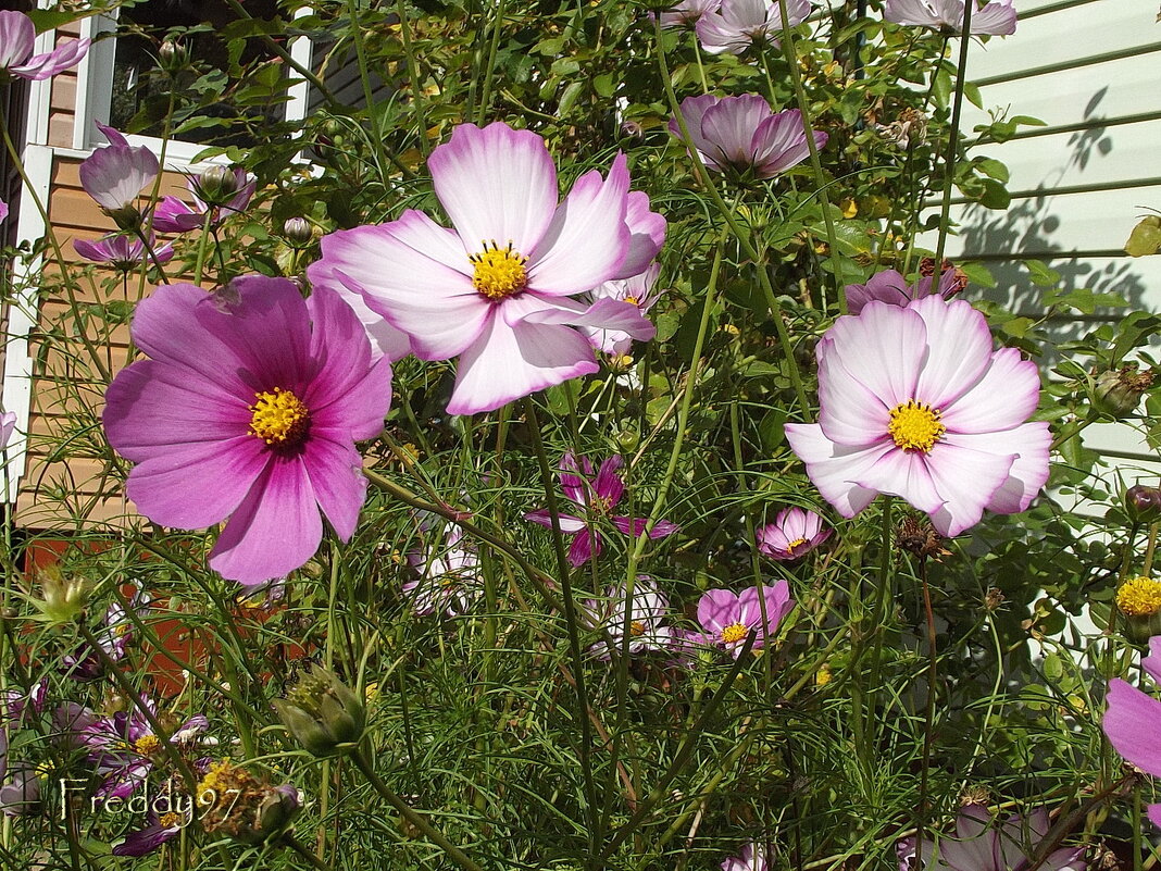 Космея - Freddy 97