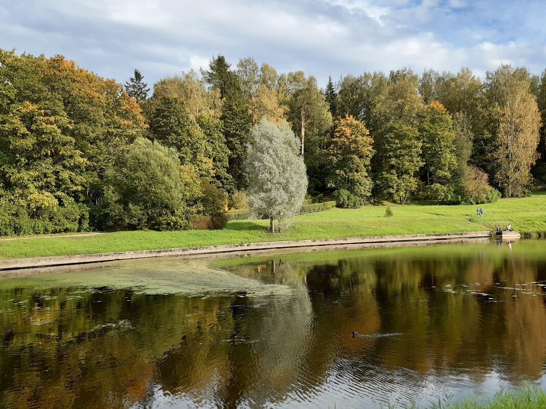 Павловск, Павловский парк - Галина Минчук