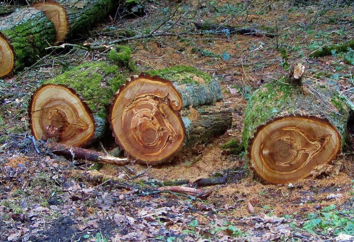 ...были когда-то деревом... можно прочитать судьбу... - galalog galalog