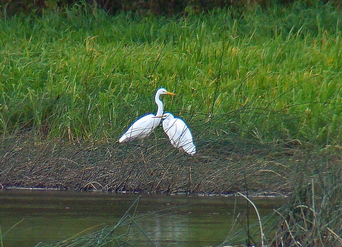 большие белые цапли - gawrilа - dan