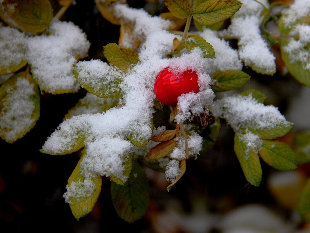 Первый снег - victor Lion