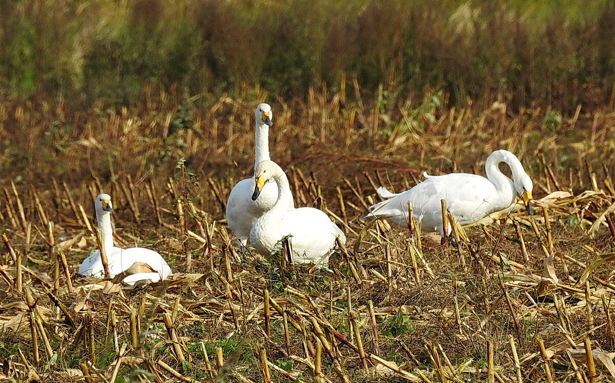 дикий мир осенью - ИННА ПОРОХОВА дикий мир осенью - ИННА ПОРОХОВА