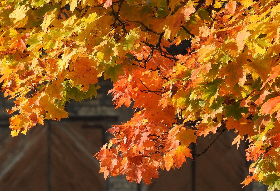 осень - ИННА ПОРОХОВА