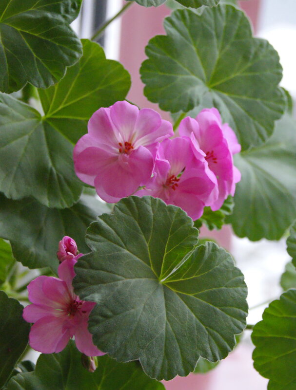 Красавица герань. - сергей ермошкин Красавица герань. - сергей ермошкин