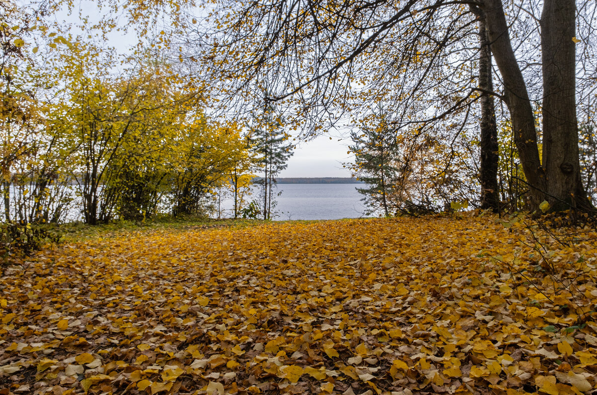 золотой ковер - Galina 