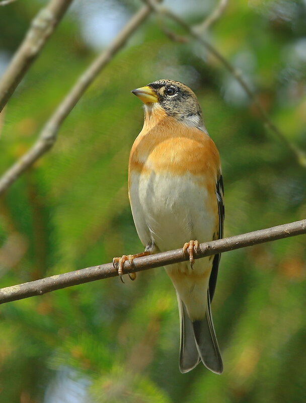 в тёплых солнечных лучах ... - Andrey Bragin 