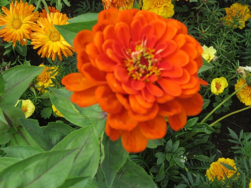 Цинния прекрасная - Дмитрий Никитин