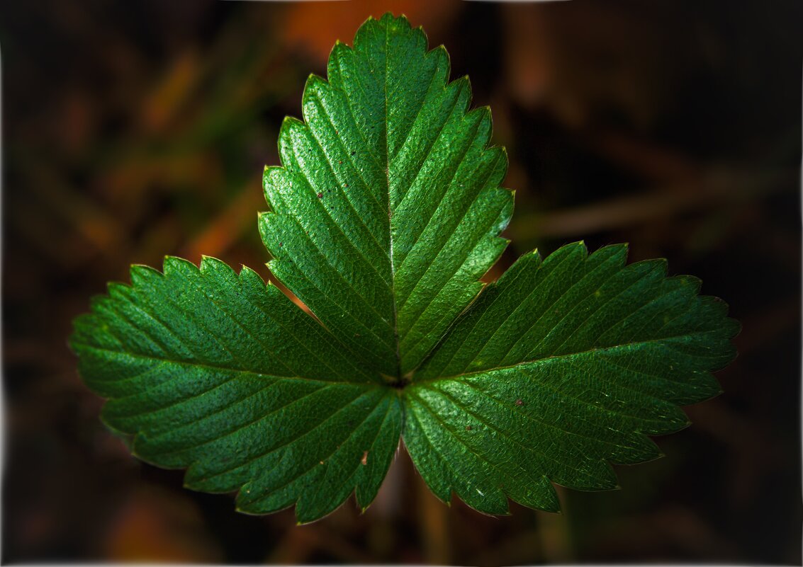 *** - Олег Алексеев