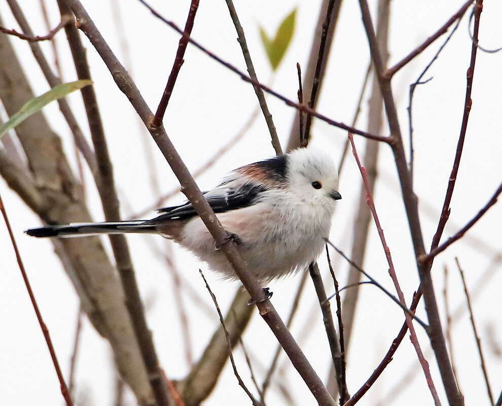 Ополовник - Светлана 
