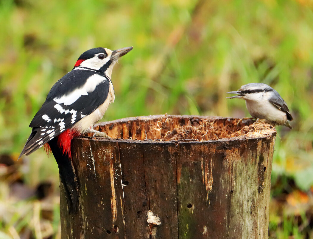 разговор - Светлана 