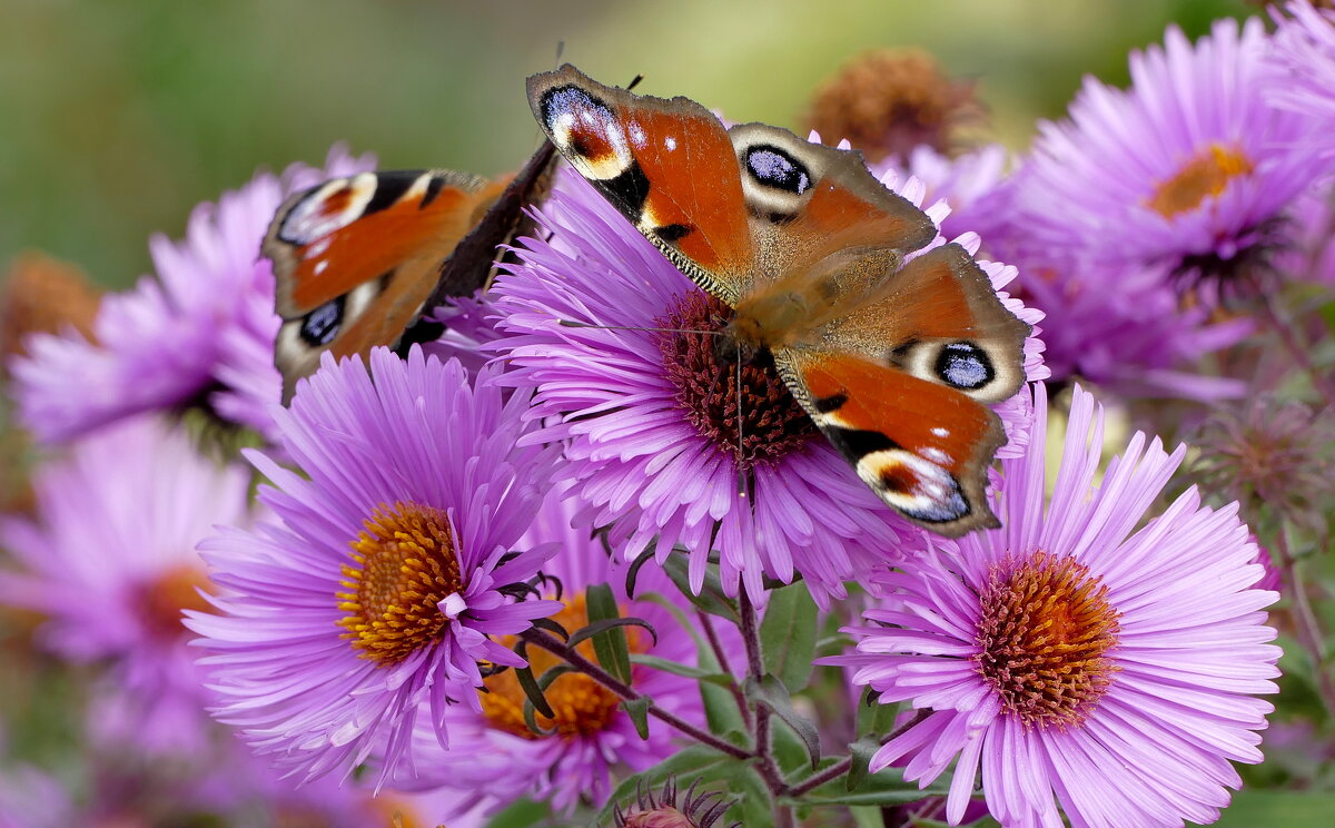 пары октябрьских бабочек 1 - Александр Прокудин
