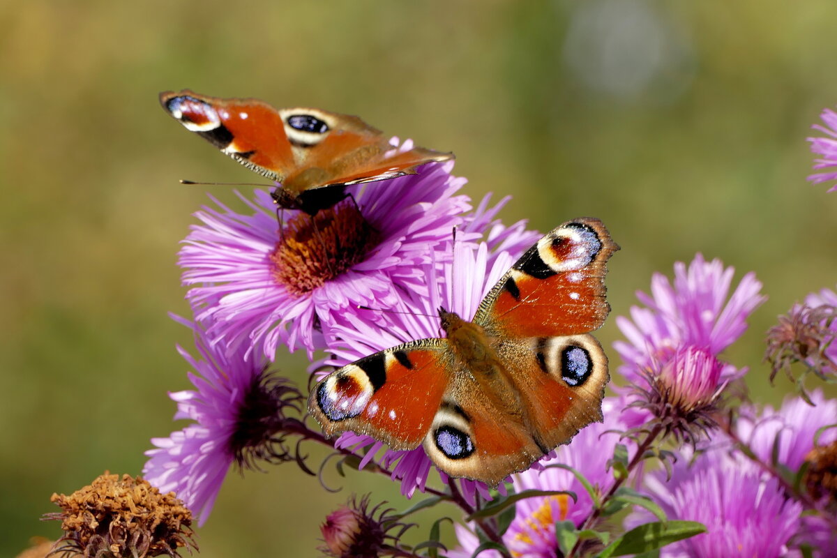 пары октябрьских бабочек 4 - Александр Прокудин