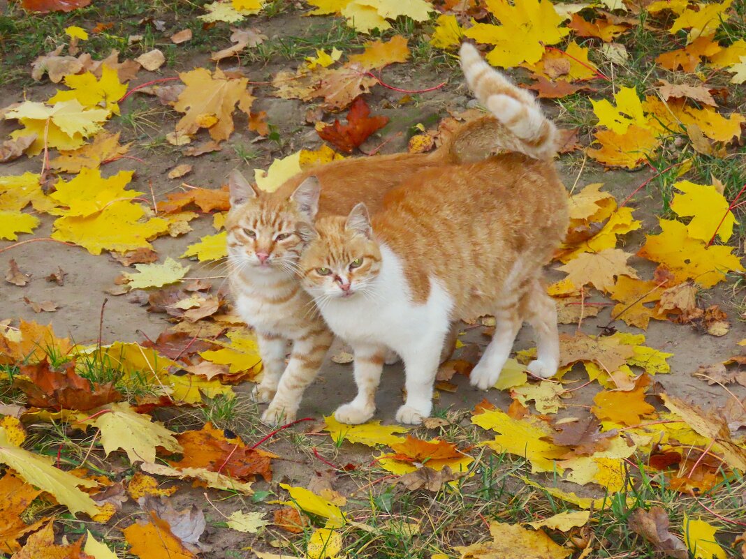 Кошки рыжие осенние! - Ольга Митрофанова