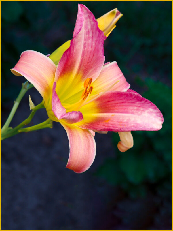 Лилейник Свенского сада - Евгений Лилейник Свенского сада - Евгений