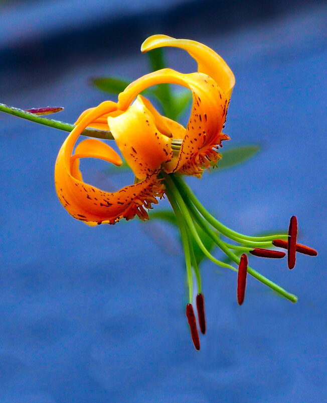 Тигровая лилия - Евгений 