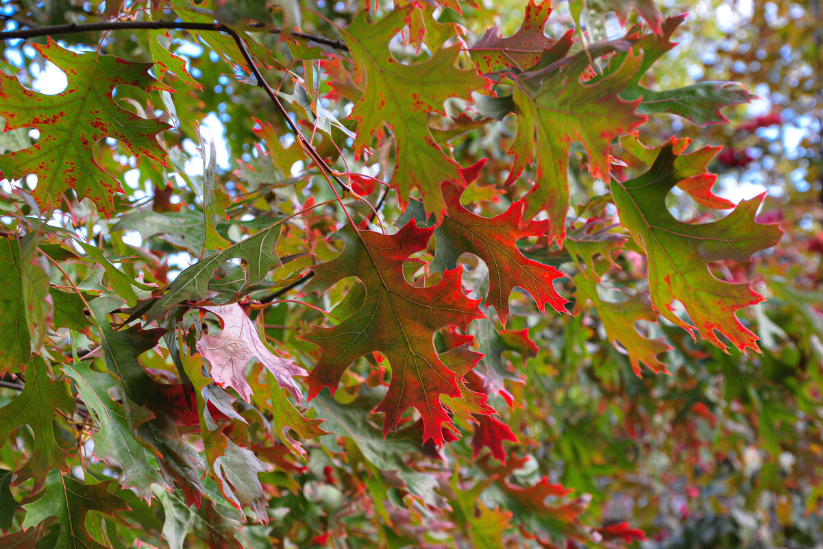 Дуб шарлаховый - Татьяна Машошина