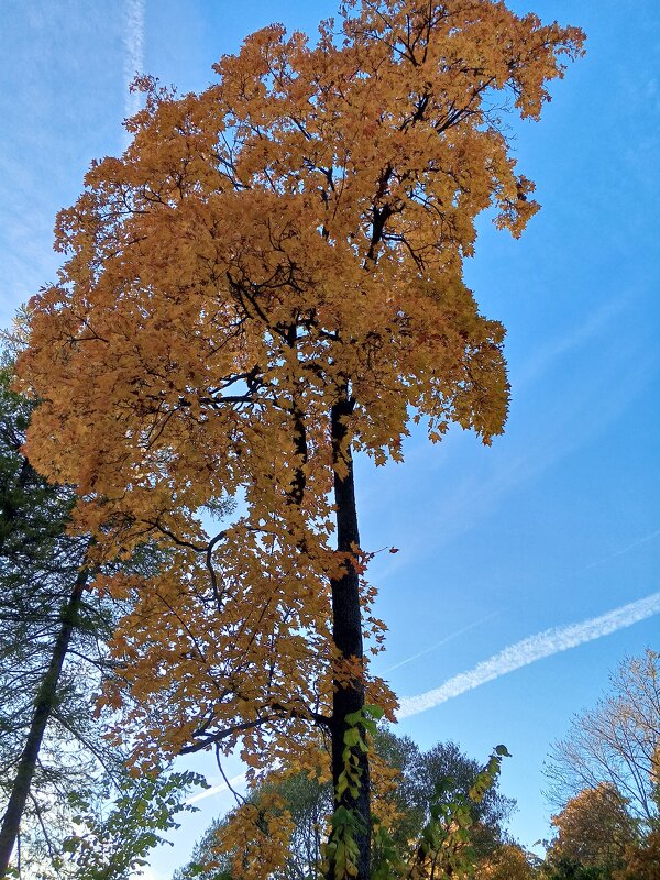 Осень - Сапсан 