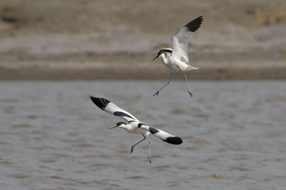 Шилоклювки - Maxim Lanin