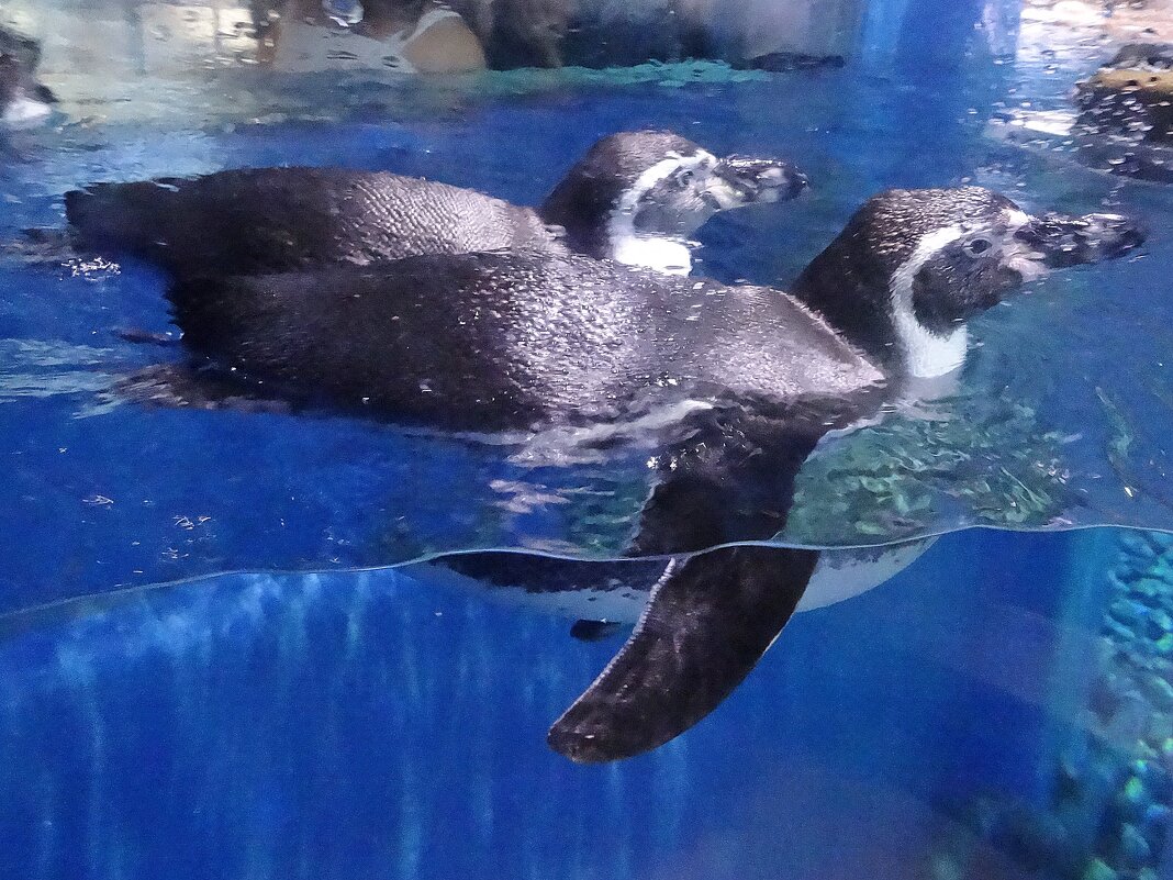 Пингвины - Лидия Бусурина Пингвины - Лидия Бусурина