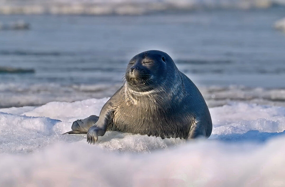 Байкальская нерпа - Aleksey Afonin Байкальская нерпа - Aleksey Afonin