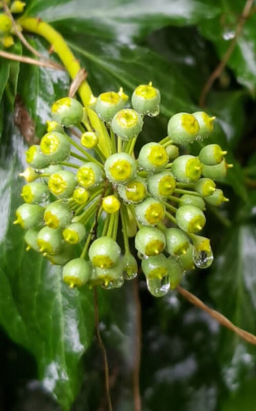 Плющ обыкновенный - Tata Wolf