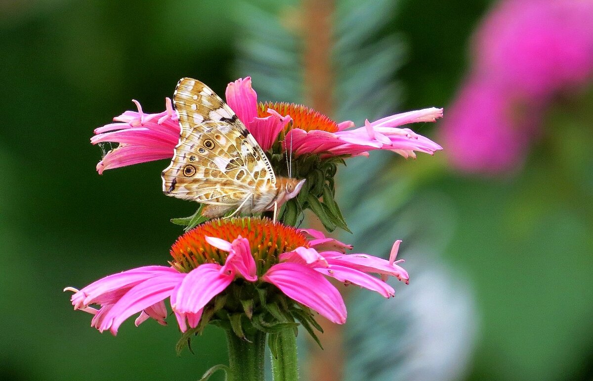 Летние воспоминания 3 - Natali 