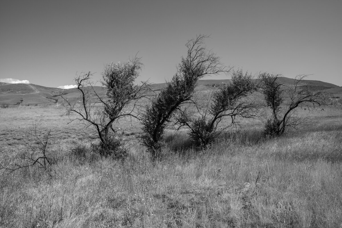 *** - Елена Агеева