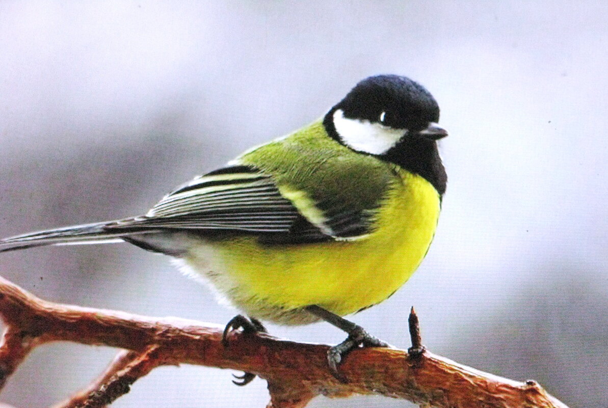 Высматривает семечки - Людмила Смородинская
