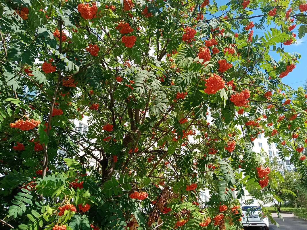 Рябина. - Владимир Драгунский Рябина. - Владимир Драгунский