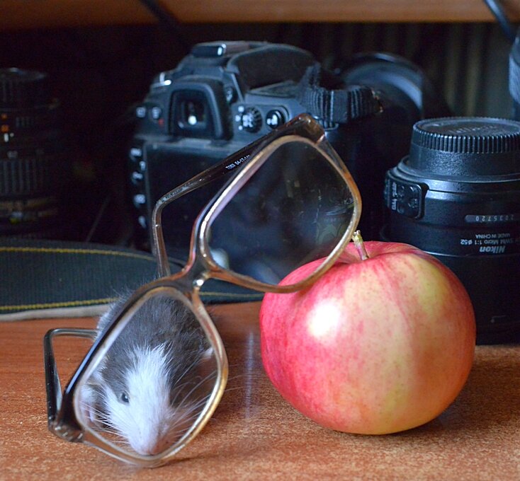 Мышь-мышка и очки... )) - Владимир Хиль Мышь-мышка и очки... )) - Владимир Хиль