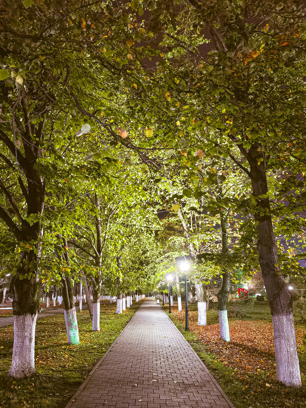 В ночном парке осенью - Валерий Ткаченко